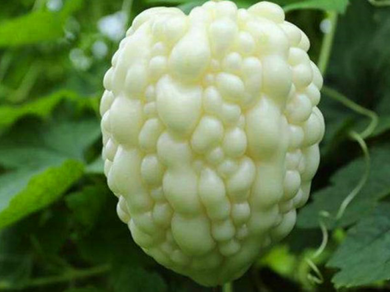 蘋果苦瓜
